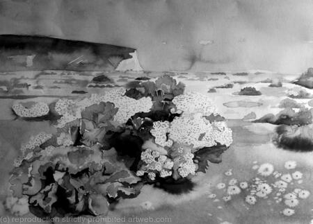 Sea cabbage at Cuckmere haven