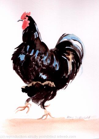 Black Rooster