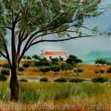 Olive tree in Greece