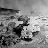 Sea cabbage at Cuckmere haven