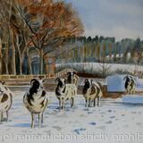 Sheep in a snowy field