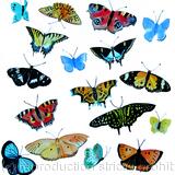 Butterflies- moths, insects and bugs art
