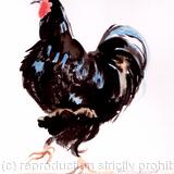 Black Rooster