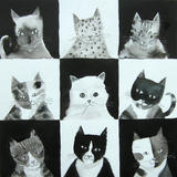Black and white cats