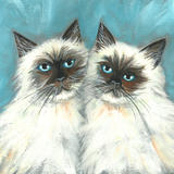 Himalayan cats