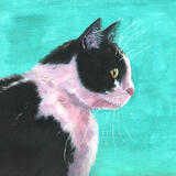 Anticipation- cat portrait 