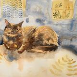 Tortoiseshell cat