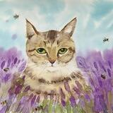 Tabby in Lavender 
