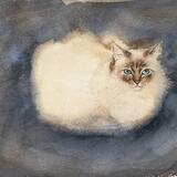 Burmese Cat -loafing