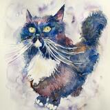 Ragdoll cat fine art print