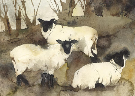 Winter Sheep