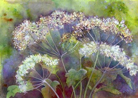 Cow Parsley by Penny hopkins