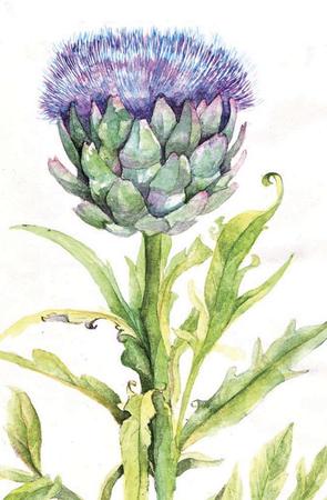 Artichoke Flower by Penny Hopkins