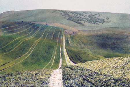 Big green cornfield, Sussex