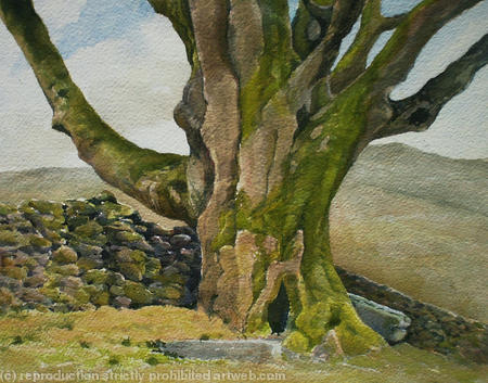 Big sycamore, Martindale