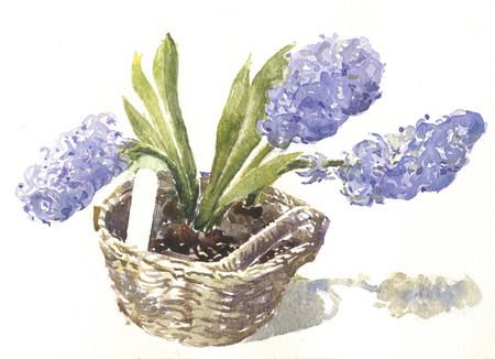 Blue hyacinths