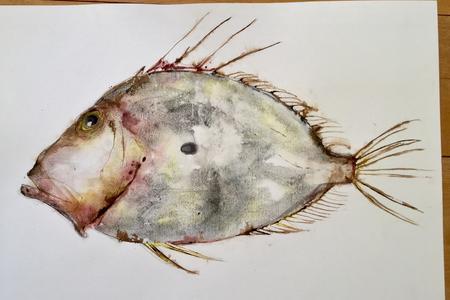 John Dory