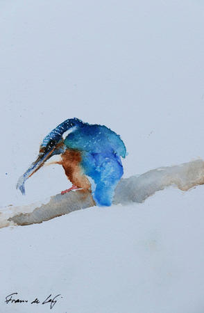 Kingfisher 1