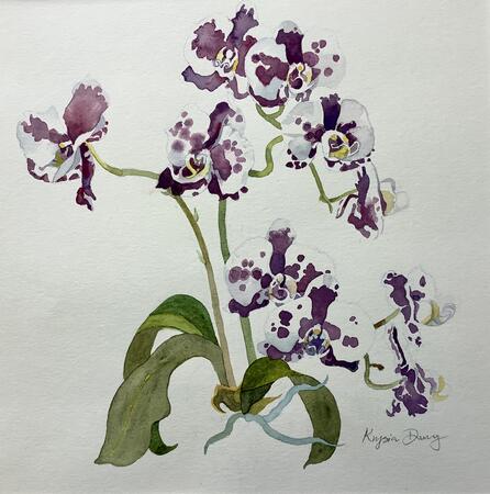 Orchid