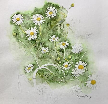 Daisies