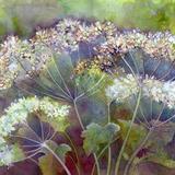 Cow Parsley by Penny hopkins