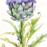 Artichoke Flower by Penny Hopkins