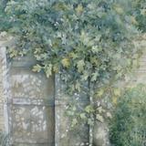 Burgundian Fig tree by Penny Hopkins