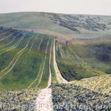 Big green cornfield, Sussex