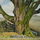 Big sycamore, Martindale