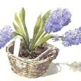 Blue hyacinths