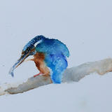 Kingfisher 1
