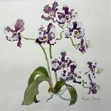 Orchid