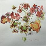 Variegated Pelargonium