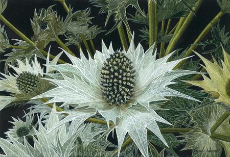 Sea Holly, Eryngium.  Limited Edition