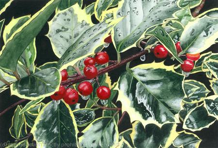 Holly, Ilex aquifolium. Limited Edition Print