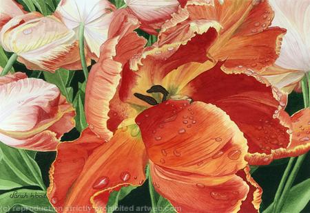 Tulips Prof. Rontgen. Limited Edition Print