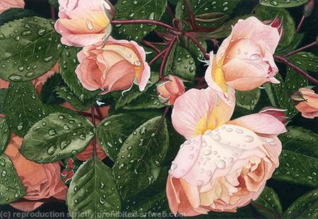Rosa. Limited Edition Print