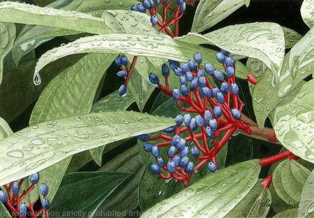 Viburnum davidii. Limited Edition
