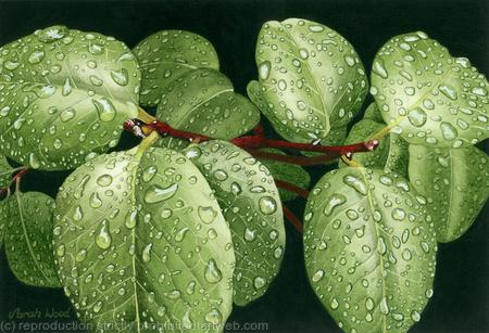 Wet, wet, wet. Limited Edition