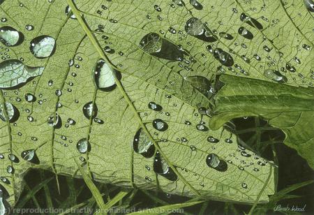 Sycamore Leaf Limited Edition Giclee Print