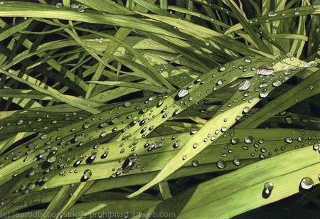 Crocosmia with raindrops.  Limited Edition