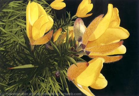 Gorse, Ulex europaeus. Giclee Print