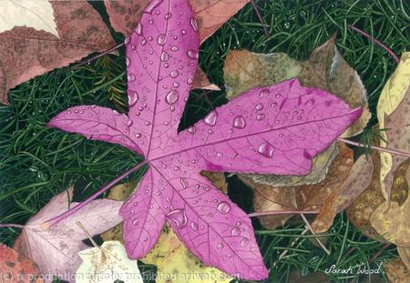 Liquidambar styraciflua giclee print