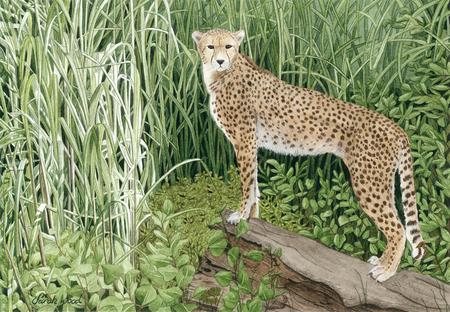 Spots and Stripes original watercolour and gouache art work