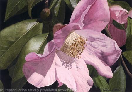 Camellia x williamsii. Giclee Print