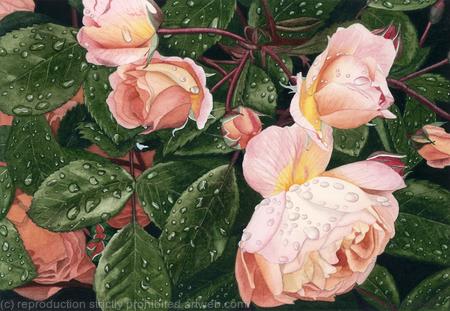 Rosa,Original watercolour and gouache art work