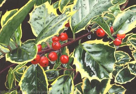 Holly, Ilex aquifolium, Original watercolour and gouache art work