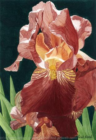 Iris. Original watercolour & gouache art work