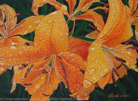 Lilium 'Harmony'. Original Watercolour and Gouache Art Work