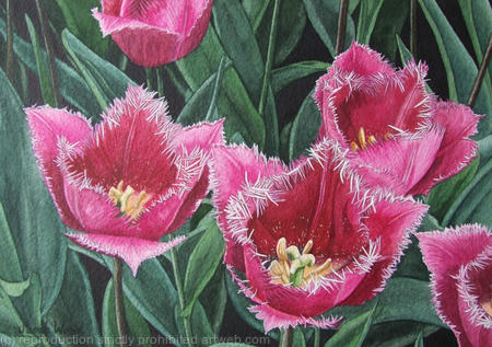 Tulipa 'Talitha'. Original Watercolour and Gouache Art Work